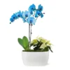 Blue Christmas Garden -Foliagez Sales 10IN Dot Watercolor Blue Orchid and White Poinsettia with Moss Topping 600x600 9b77a95b ec5b 4981 b6b9 d6151ffd3e52