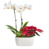 Classic Christmas Garden -Foliagez Sales 10IN Dot White Orchid with Yellow Lip and Red Poinsettia with Moss Topping 600x600 9b6a7df1 8d81 42a9 988c a05f1356a87e