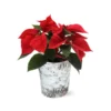 Red Poinsettia In Birch Pot -Foliagez Sales 4IN Birch Pot Red Poinsettia 600x600 1d127e40 98e5 4cf2 baf5 477701b37396