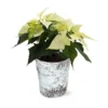 White Poinsettia In Birch Pot