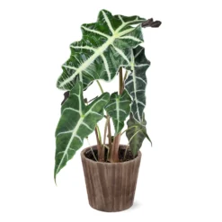 Alocasia Polly With Decorative Pot -Foliagez Sales 5IN Brown Wilson with Alocasia Poly e43f88d9 a535 43db b620 678cc676ce45