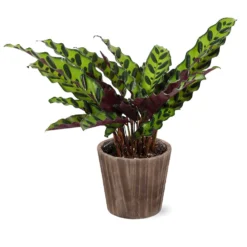 Calathea Rattlesnake With Decorative Pot -Foliagez Sales 5IN Brown Wilson with Calathea Rattlesnake