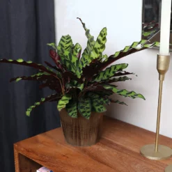 Calathea Rattlesnake With Decorative Pot -Foliagez Sales 5IN Brown Wilson with Calathea Rattlesnake 5