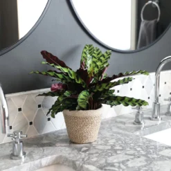 Calathea Rattlesnake With Decorative Pot -Foliagez Sales 5IN Brown Wilson with Calathea Rattlesnake 6