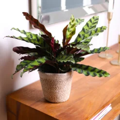 Calathea Rattlesnake With Decorative Pot -Foliagez Sales 5IN Brown Wilson with Calathea Rattlesnake 7