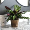 Calathea Rattlesnake With Decorative Pot -Foliagez Sales 5IN Brown Wilson with Calathea Rattlesnake600x600