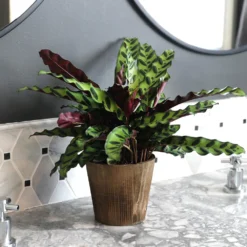 Calathea Rattlesnake With Decorative Pot