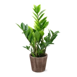 5-Inch ZZ Plant In Decorative Pot -Foliagez Sales 5IN Brown Wilson with ZZ d9618b4a 610c 4db9 824b 52b4d125a693