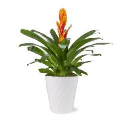 5-Inch Bromeliad In Decorative Pot 11 5-Inch Bromeliad In Decorative Pot -Foliagez Sales 5IN Evi Orange Intenso Bromeliad with Moss Topping