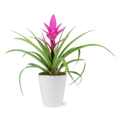 5-Inch Bromeliad In Decorative Pot 10 5-Inch Bromeliad In Decorative Pot -Foliagez Sales 5IN Evi Pink Antonio Bromeliad with Moss Topping 1