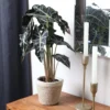 Alocasia Polly With Decorative Pot -Foliagez Sales 5IN Jute with Alocasia Poly 600x600 1
