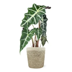 Alocasia Polly With Decorative Pot -Foliagez Sales 5IN Jute with Alocasia Poly 39282069 e2ce 4123 89c6 404869a804ad