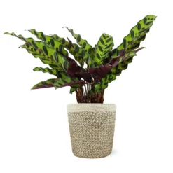 Calathea Rattlesnake With Decorative Pot -Foliagez Sales 5IN Jute with Calathea Rattlesnake