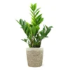 5-Inch ZZ Plant In Decorative Pot -Foliagez Sales 5IN Jute with ZZ 600x600 1