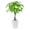 Money Tree In White Pot -Foliagez Sales 5 inch Savannah White Money Tree 600x600 4ee4d8c6 1d40 407a 8f49 cba22f672e39