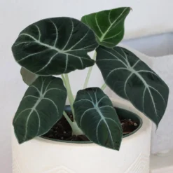 Alocasia Black Velvet -Foliagez Sales ALocasia Black Velvet 7