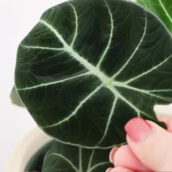 Alocasia Black Velvet -Foliagez Sales ALocasia Black Velvet FGT 5