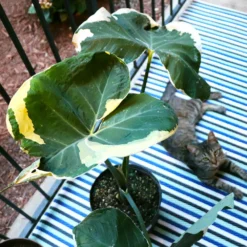 Rare House Plant Kit -Foliagez Sales ALocasia Mickey Mouse 2 cab30b8b 262e 4d83 97ca 18930941a264