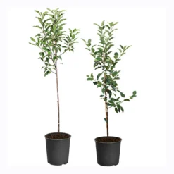 Apple Pollinator Pack