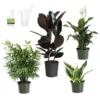 Air-Purifying House Plant Kit -Foliagez Sales Air Purifying 600x600 5c43e1c2 c436 44bb b11b 872821d8d685