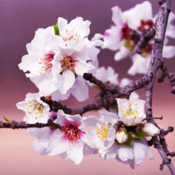 All-in-One Almond Tree -Foliagez Sales All in One Almond 3 213f37af fac9 49c5 8a19 0aa42ca679e9