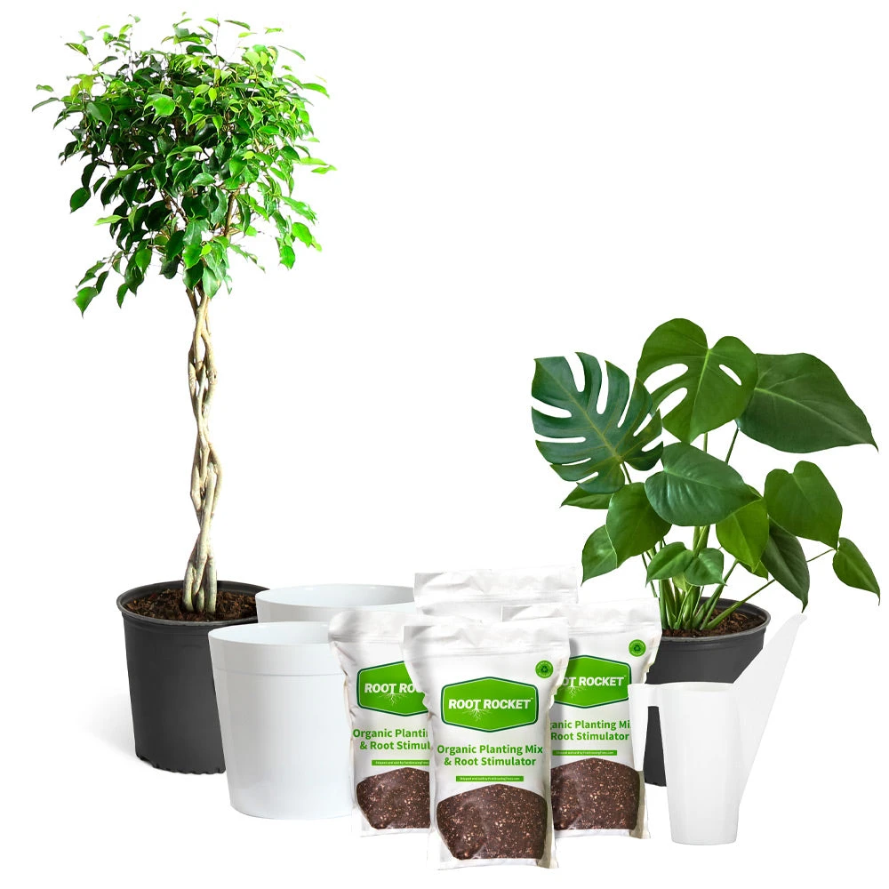 All-in-One House Plant Starter Kit 4 All-in-One House Plant Starter Kit - Image 2