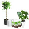 All-in-One House Plant Starter Kit 1 All-in-One House Plant Starter Kit -Foliagez Sales AllinOneHouseplant Kit 600x600 8701745b 5d2b 4567 9db8 4004946abd2b