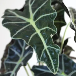 Alocasia Polly With Decorative Pot -Foliagez Sales Alocasia 1