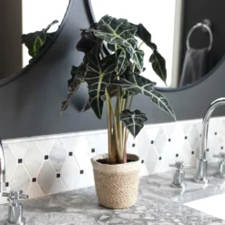 Alocasia Polly With Decorative Pot -Foliagez Sales Alocasia 2