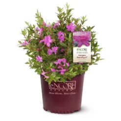 Autumn Amethyst® Encore® Azalea -Foliagez Sales Amathyst Encore Azalea 1