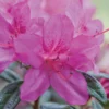 Autumn Amethyst® Encore® Azalea -Foliagez Sales Amathyst Encore Azalea 600x600 d5c85a1a 96c9 437b b713 6a0b44fcc575