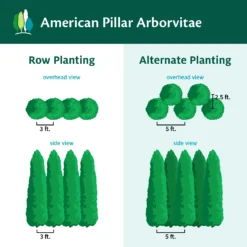 Full Speed A Hedge® American Pillar Arborvitae -Foliagez Sales AmericanPillarArborvitae