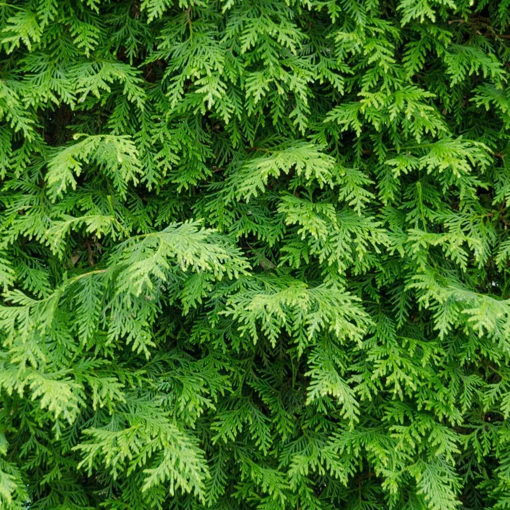 American Arborvitae 5 American Arborvitae - Image 3