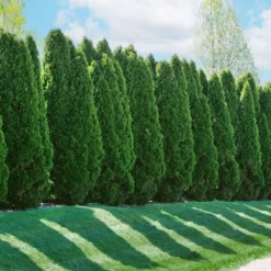 American Arborvitae 12 American Arborvitae -Foliagez Sales American Arborvitae 2 FGT
