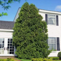 American Arborvitae 13 American Arborvitae -Foliagez Sales American Arborvitae 6