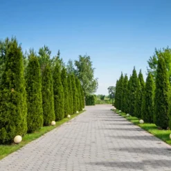 American Arborvitae 11 American Arborvitae -Foliagez Sales American Arborvitae 8 FGT