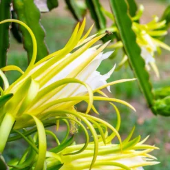 American Beauty Dragon Fruit -Foliagez Sales American Beauty Dragon Friuit 3