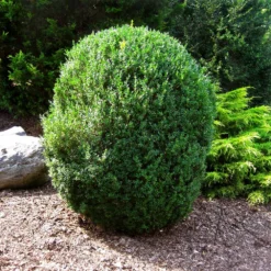 American Boxwood Shrub -Foliagez Sales American Boxwood 1 FGT