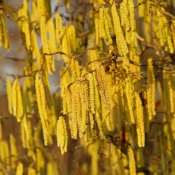 American Hazelnut Filbert -Foliagez Sales American Hazelnut 2