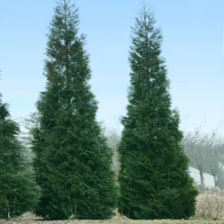 Full Speed A Hedge® American Pillar Arborvitae -Foliagez Sales American Pillar Arborvitae 1