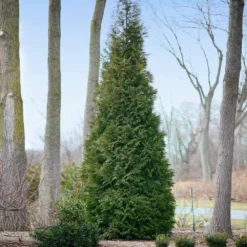 Full Speed A Hedge® American Pillar Arborvitae -Foliagez Sales American Pillar Arborvitae 2