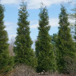 Full Speed A Hedge® American Pillar Arborvitae -Foliagez Sales American Pillar Arborvitae 3