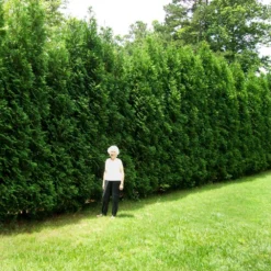 Full Speed A Hedge® American Pillar Arborvitae -Foliagez Sales American Pillar Arborvitae 4