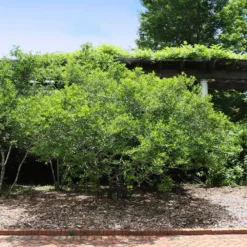 Apollo Winterberry Holly Shrub -Foliagez Sales Apollo WInterberry 2