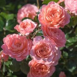 Apricot Drift® Rose -Foliagez Sales Apricot Drift Rose 2