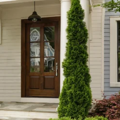 Degroot's Spire Thuja Arborvitae Tree 10 Degroot's Spire Thuja Arborvitae Tree -Foliagez Sales Arborvitae degroots Spire 3