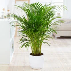 Boho House Plant Kit -Foliagez Sales Areca Palm 4 FGT fcbe875e 49cd 4b51 b093 6501553ebaf3