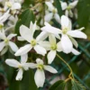 Armandii Snowdrift Clematis -Foliagez Sales Armondii Clematis FGT 600x600 c5009805 b21d 4f1c 9ab4 739096810d61