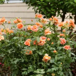 At Last® Rose -Foliagez Sales At Last Rose 7 FGT