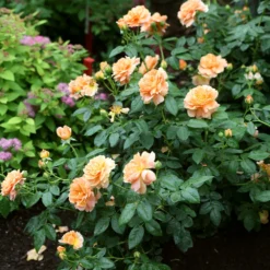 At Last® Rose -Foliagez Sales At Last Rose4